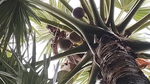 பனை மரத்தில் பதநீா் இறக்கும்பணியில் ஈடுபடும் தொழிலாளி