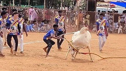 மானாமதுரை அருகே 
வடமாடு மஞ்சுவிரட்டு!
