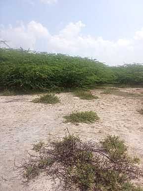 தென்னடாாில் சிப்காட் தொழிற்பேட்டை அமைக்க  ஆய்வு செய்யப்பட்ட கருவேல மரக் காடு.