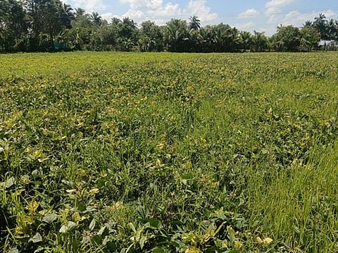 உளுந்து சாகுபடி வயல்.