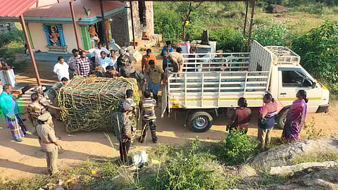 கூண்டில் சிக்கிய கரடி. 