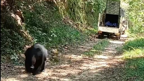 வனப்பகுதியில் விடப்பட்ட கரடி - கோப்புப்படம்