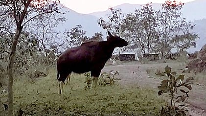 கோப்புப் படம்