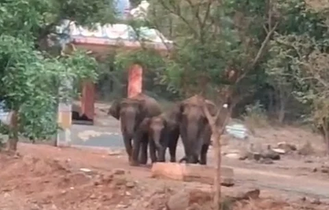 காகத்தைக் கண்டு பின் வாங்கும் யானைகள்.