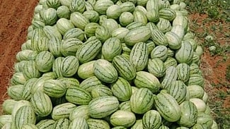 வதந்தியால் வீழ்ச்சியடைந்த  தா்பூசணி விலை