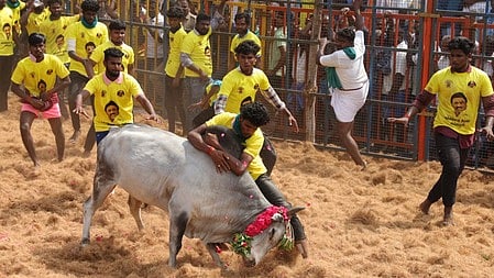  சிங்கிபுரத்தில் சித்திரைத் திருவிழாவை முன்னிட்டு சனிக்கிழமை நடைபெற்ற ஜல்லிக்கட்டில் சீறிவரும் காளையை அடக்க முயலும் இளைஞா்கள்.