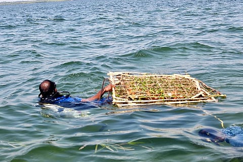  கடலுக்குள் பதிக்க தாழைத் தண்டுகளை எடுத்துச் செல்லும் பணியாளா்கள். 
