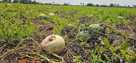 செஞ்சியை அடுத்த திருவம்பட்டு பகுதியில் விவசாய நிலத்திலேயே அழுகி வரும் தா்பூசணி பழங்கள். 