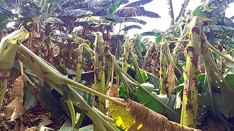 பலத்த காற்றுக்கு நாசமான வாழை மரம்.