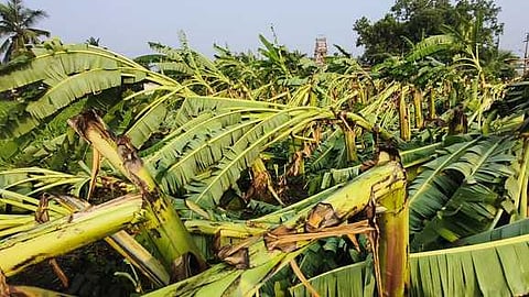 எடப்பாடியை அடுத்த வீரப்பம்பாளையம் பகுதியில் வீசிய பலத்த காற்றால் சாய்ந்த வாழை மரங்கள்.