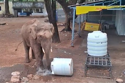 வெள்ளியங்கிரி மலை அடிவாரத்தில் வலம்வரும் யானையால் பக்தர்கள் அச்சம்!