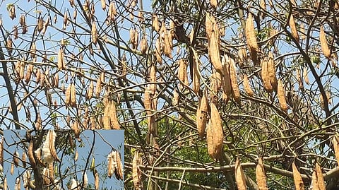  மரங்களில் காய்த்துள்ள இலவம் காய்கள். 