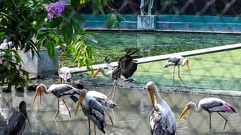 காலநிலை மாற்றத்தால் கோடையின் உக்கிரம் அதிகரித்து வரும் நிலையில், கொல்கத்தாவில் உள்ள அலிப்பூரில் விலங்கியல் பூங்காவில் நீர் அருந்தும் வண்ண நாரைகள்.