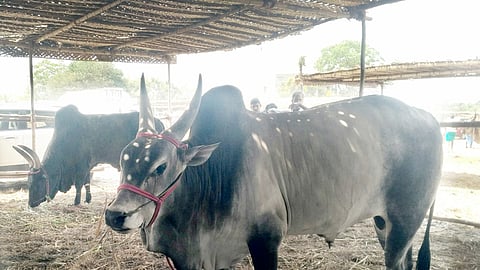 ஜல்லிக்கட்டு: 15,047 காளைகள், 5,234 மாடுபிடி வீரா்கள் பதிவு