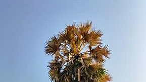 பனை மரங்கள்