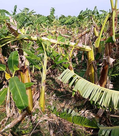 மேலக்கொண்டையாா்  கிராமத்தில்  சூறாவளி  காற்றில் சேதமடைந்த வாழை மரங்கள்.