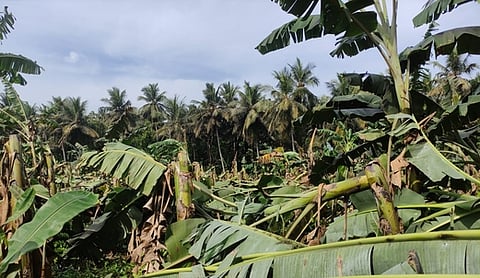 செம்பனாா்கோவில் அருகே சூறைக்காற்றில் கீழே சாய்ந்த வாழை மரங்கள்.
