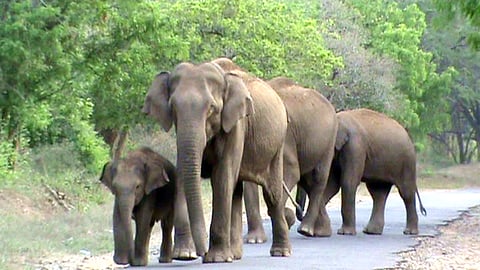 சாலையில் நடமாடிய யானைகள்.
