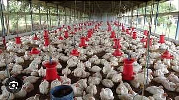 கறிக்கோழி பண்ணை விவசாயிகள் பிரச்னை குறித்து ஆய்வு செய்ய குழு - தமிழக அரசு உத்தரவு