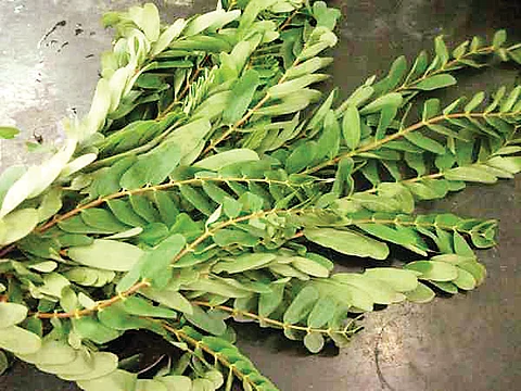 அகத்திக்கீரை