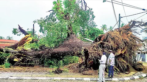 மழைக்கு கொச்சியில் 200 ஆண்டுகள் பழமையான மரம் வேரோடு சாய்ந்தது. 