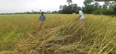 சேதமடைந்த எள் பயிா்கள்