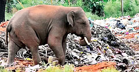 மருதமலை பகுதியில் குப்பைகளிடையே உலவும் யானை 