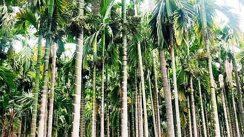 சேலம் மாவட்டத்தில் 2 ஆண்டுகளாக பாக்கு மகசூல் பாதிப்பு!