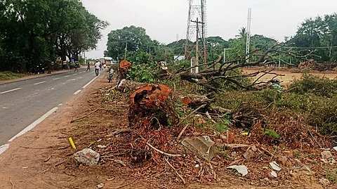  சாலை விரிவாக்கப்பணிகளுக்காக சாலையோரம் வெட்டி அகற்றப்படும் மரங்கள்.  