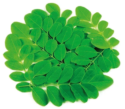முருங்கை இலை
