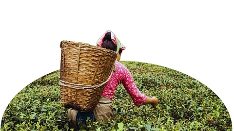 25 கோடி கிலோவாக உயா்ந்த தேயிலை ஏற்றுமதி