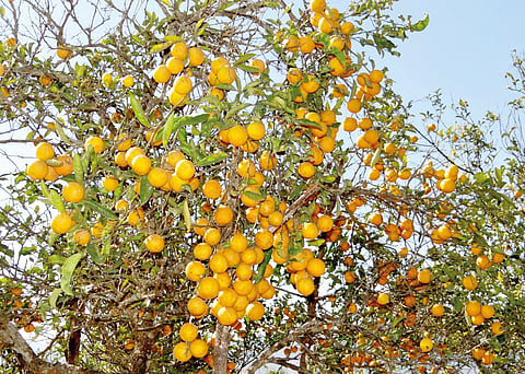 எலுமிச்சை