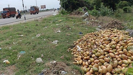  கிருஷ்ணகிரி மாவட்டத்தில் மாங்காய்க்கு உரிய விலை கிடைக்காததால் சாலையோரத்தில் கொட்டப்பட்டுள்ள மாம்பழங்கள்.  