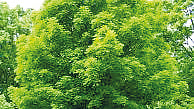 மரங்கள்