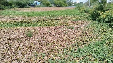  திருநெல்வேலி குறிச்சி பகுதியில் பாளையங்கால்வாயில் தேங்கிக்கிடக்கும் அமலைச்செடிகள். 