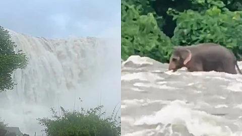 லாவகமாக கரையைக் கடக்கும் யானை.