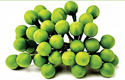 சுண்டைக்காய் 