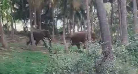 பெரியாறு பகுதியில் உலா வரும் யானைகள்.