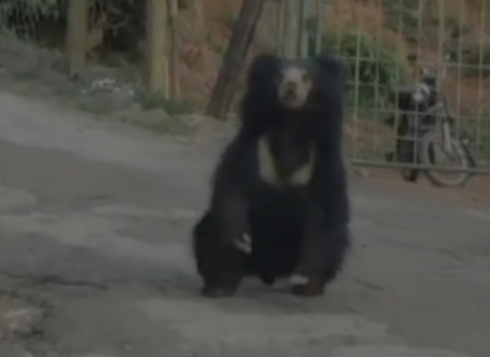 தேவா்சோலை பகுதியில் சுற்றித்திரிந்த கரடி. 