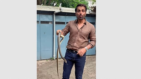 Sonu Sood rescues snake  