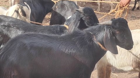 பிரதிப் படம்