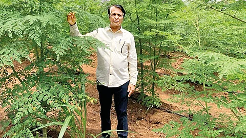 முருங்கைப் பொடியின் மகத்துவம்...