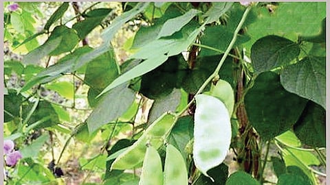 சித்த மருத்துவக் குறிப்புகள்...