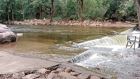  களக்காடு  தலையணை பச்சையாற்றில் தடுப்பணையைத் தாண்டி பெருக்கெடுத்து ஓடும் வெள்ளம்.
