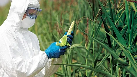 மரபணு மாற்ற பயிர்கள்.