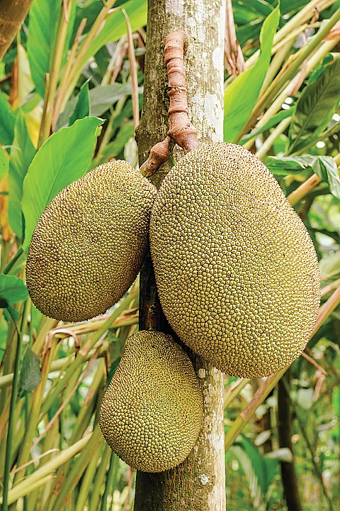 பலாக்கனி