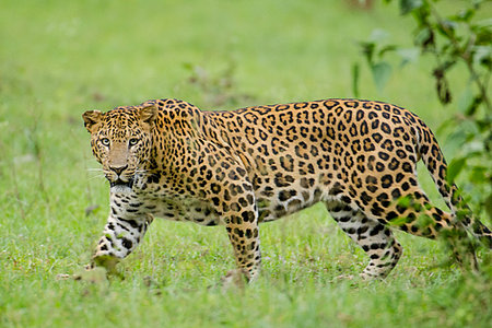 Kerala man fights off leopard to save 4-year-old son   