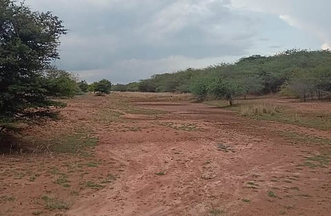 சிவகங்கை மாவட்டம், ஒக்கூா் அருகே பெரியாறு கால்வாய் நீா் கிடைக்காததால் வறண்டு கிடக்கும் பிரவலூா் பெரிய கண்மாய்.