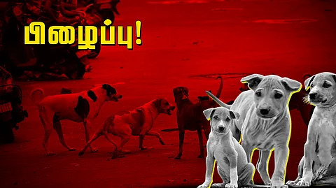 stray dogs
