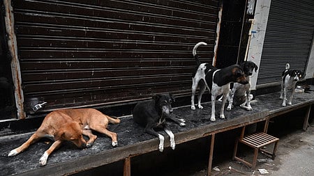 தெரு நாய்கள்